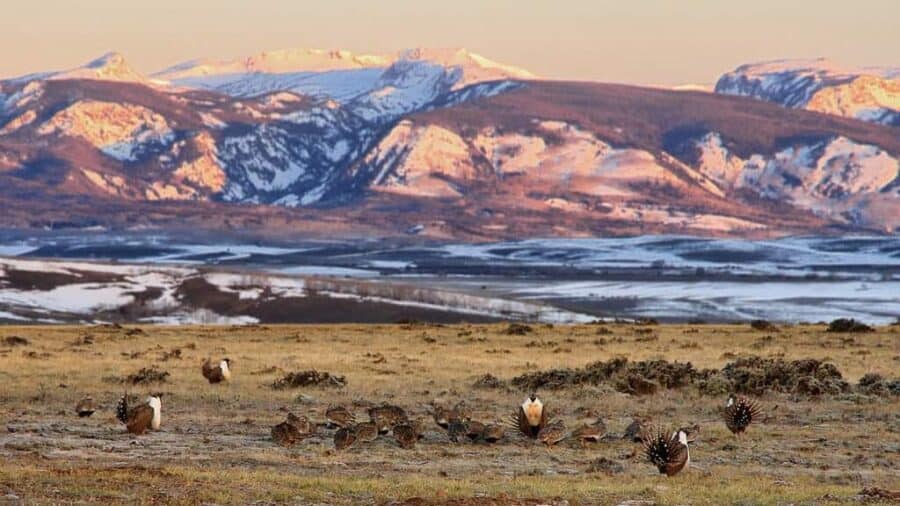 Over 100 sage grouse congregate on a lek in Colorado to mate. Photo: Julio Mulero