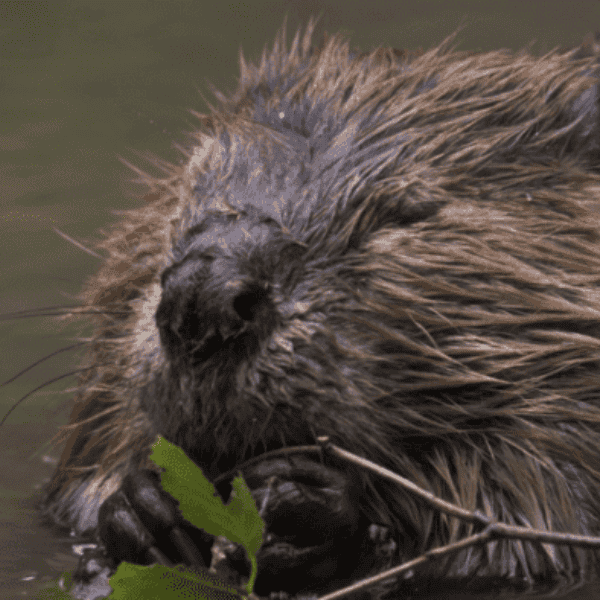 Beavers Take Center Stage In Movies And On Western Ranches