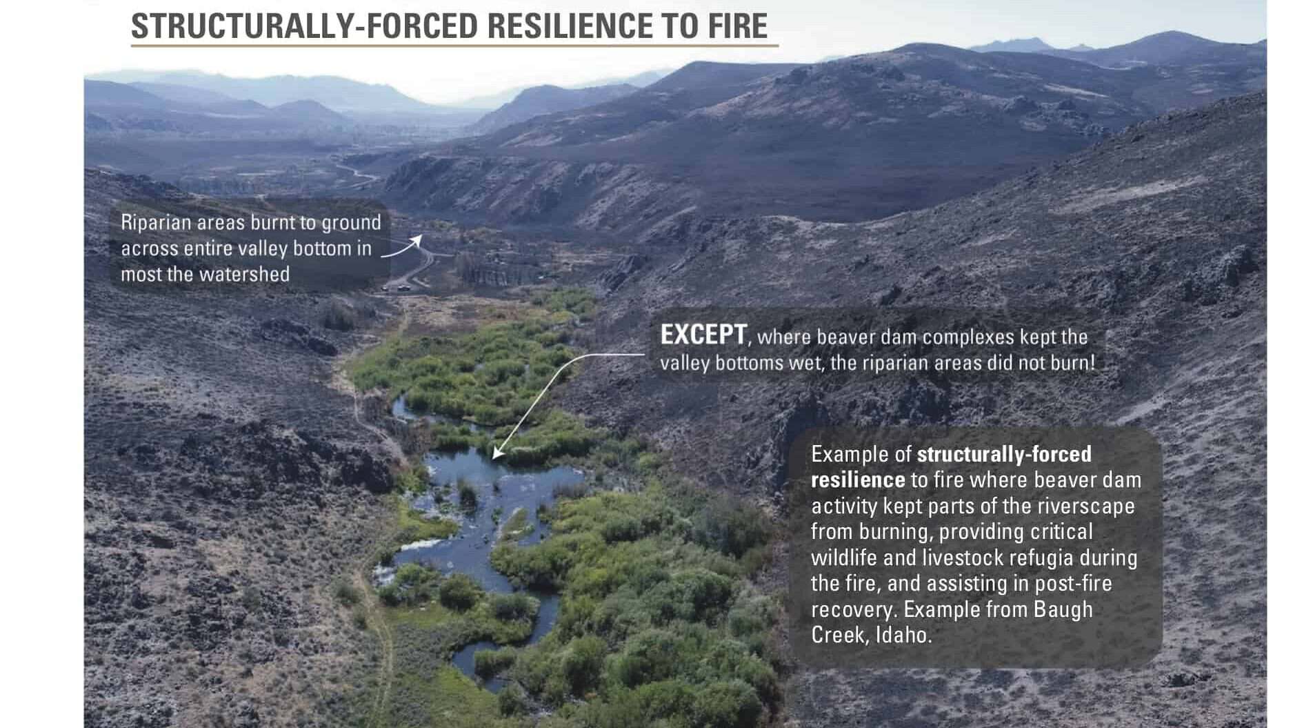beaver ponds keep landscape green and wet amidst wildfire