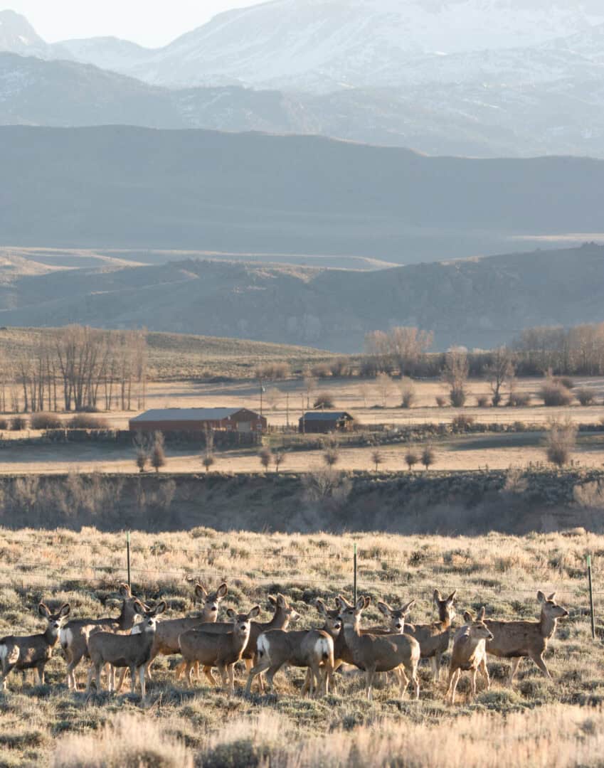 Mule deer near a house in Wyoming. Photo: Ashley Townsend