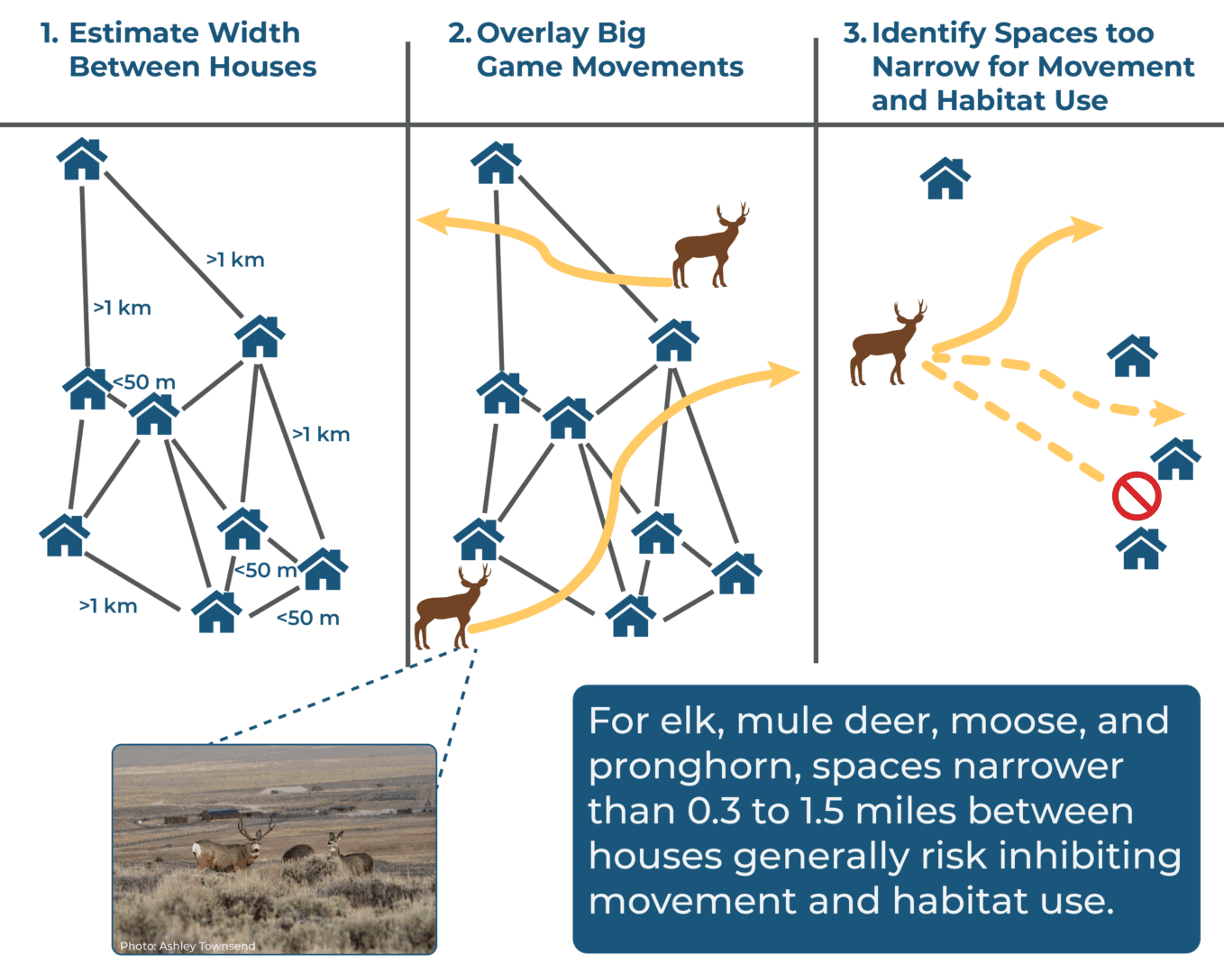 Infographic showing how the research team measured the space between houses, overlaid big game movements and identified spaces too narrow for movement and habitat use. 