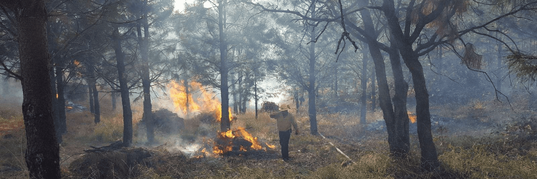 prescribed burning in forest