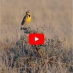 meadowlark singing on sagebrush in grasslands