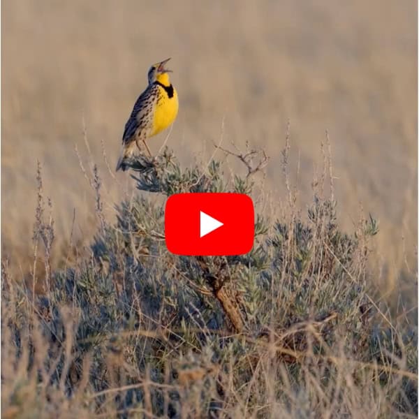 New Video Shows An Overlooked Threat to Grasslands And Shrublands