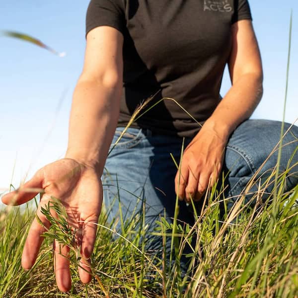 National Grasslands Week: Building Awareness Of America’s Vanishing Grasslands