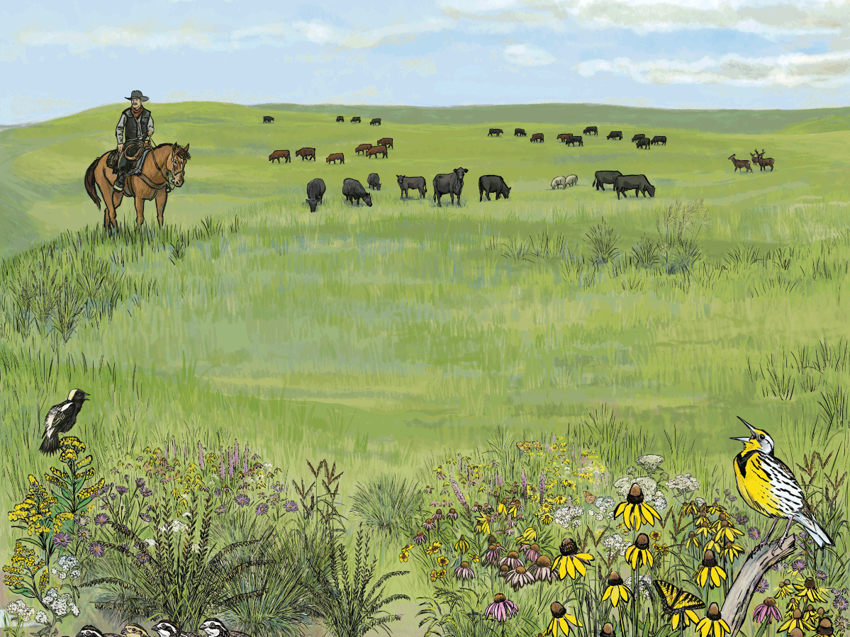 Healthy sagebrush is good for ranchers and wildlife alike.