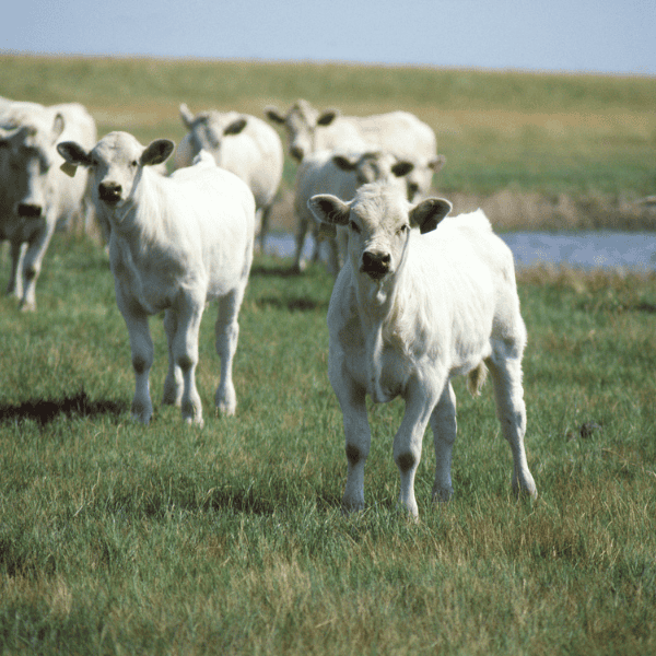 grazing