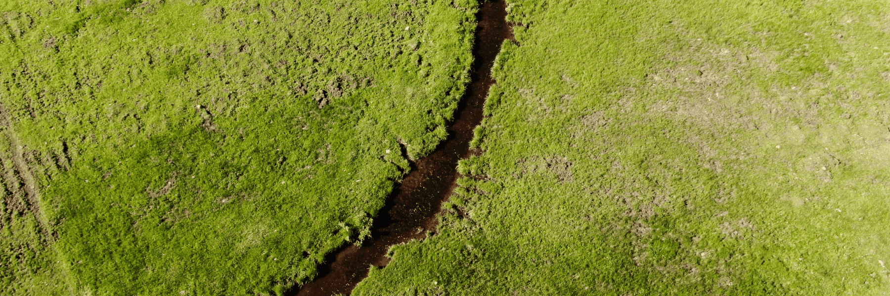 Mesic or riparian habitat
