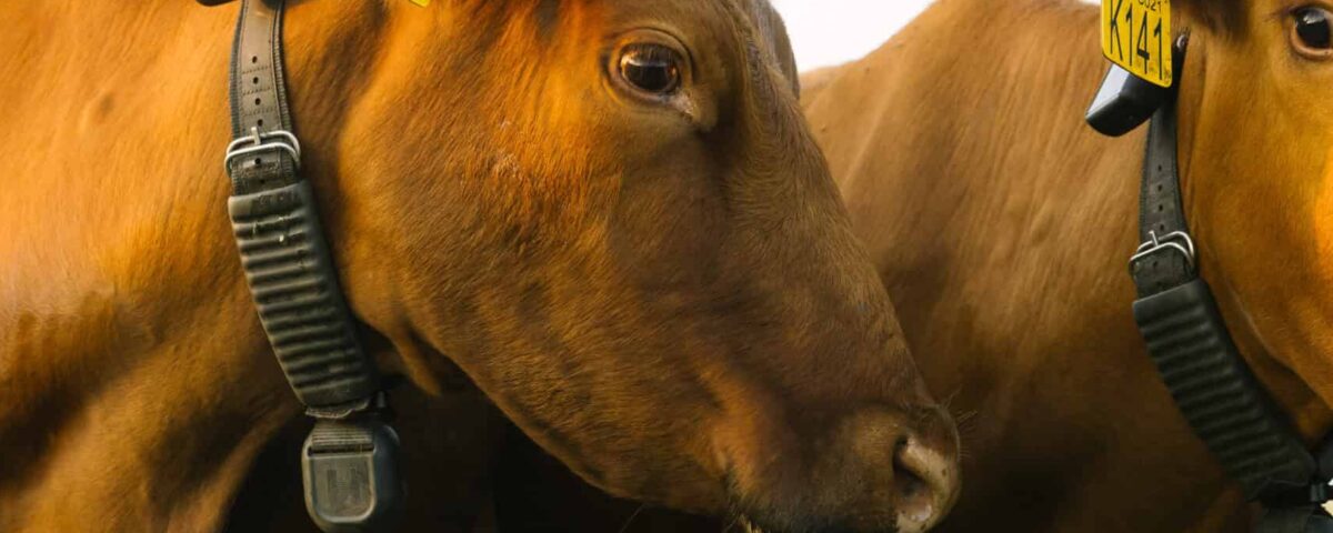 GPS collars cue cattle to stay within designated boundaries. This saves ranchers time and money. Photo: Halter