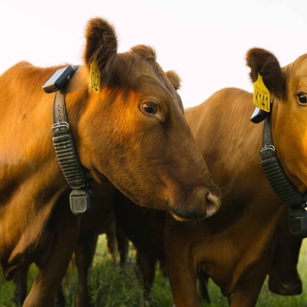 GPS collars cue cattle to stay within designated boundaries. This saves ranchers time and money. Photo: Halter
