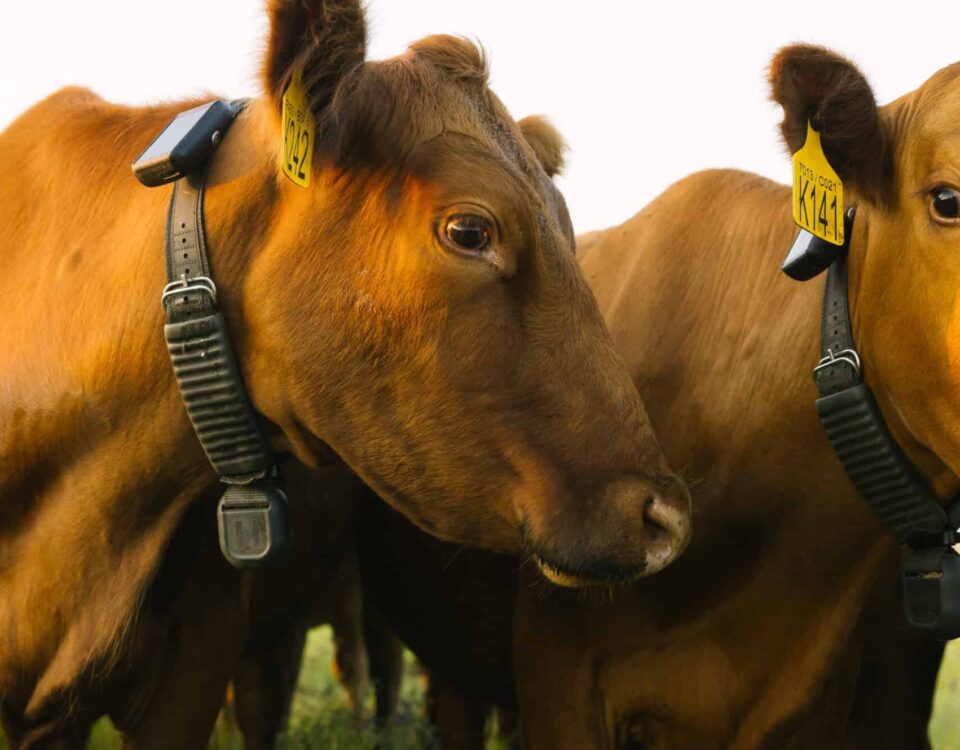 GPS collars cue cattle to stay within designated boundaries. This saves ranchers time and money. Photo: Halter