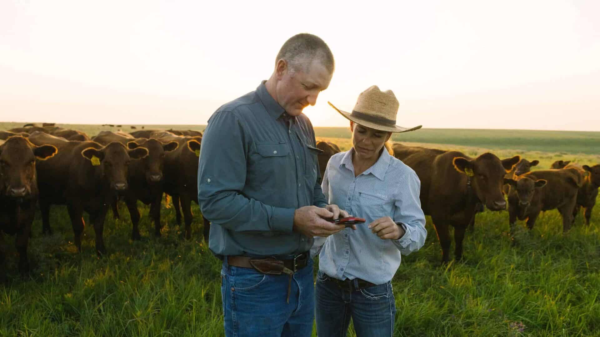 Daniel and Christine Mushrush use virtual fencing to save time and labor, maximizing their forage in Kansas' Flint Hills. Photo: Halter